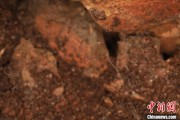 情侣算命江西发现蜘蛛新物种 为研究呵叻蛛属适应区域提供依据