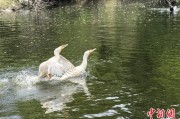 情侣算命吉林：罕见白鸬鹚连续两年“故地重游”