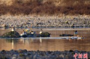 情侣算命歙县完成安徽首个县域生物多样性调查 共记录物种近4千种