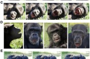 情侣算命国际最新研究：机器人“打哈欠” 黑猩猩被传染